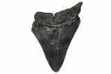 Fossil Megalodon Tooth - South Carolina #356859-1